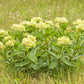 20 Green SPIDER MILKWEED Asclepias Viridis White Purple Monarch Flower Seeds