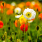 2500 ICELAND POPPY MIX Papaver Nudicaule Mixed Colors Flower Seeds