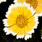 500 TIDY TIPS Layia Platyglossa Native Yellow & White Flower Seeds