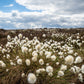 25 TAWNY COTTONGRASS Flower Seeds Eriophorum Virginicum Hare's Tail Cotton Grass Seeds
