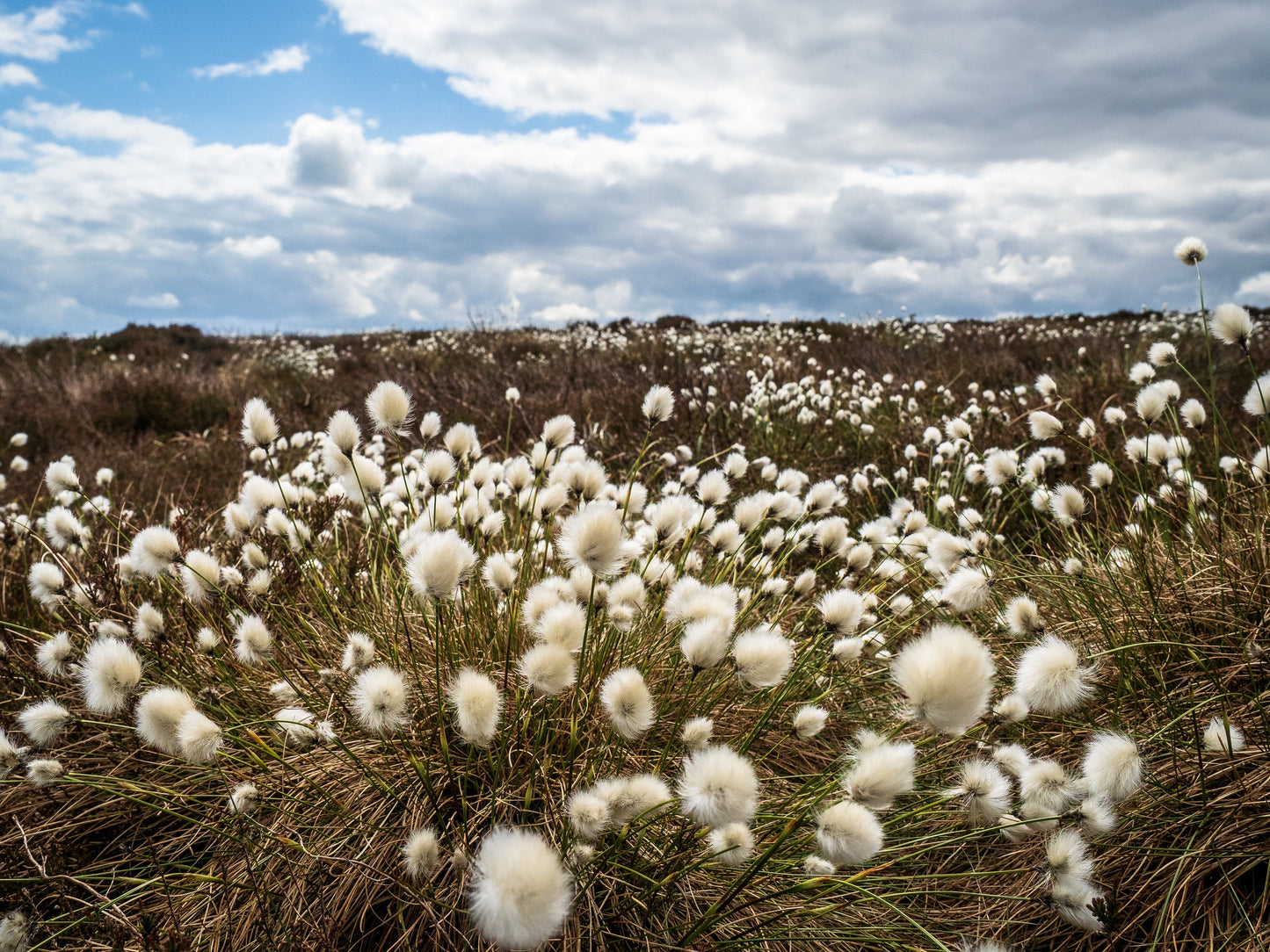 25 TAWNY COTTONGRASS Flower Seeds Eriophorum Virginicum Hare's Tail Cotton Grass Seeds