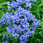 10 WOOD HYACINTH Mixed Colors English Woodland Spanish Bluebell Scilla Campanulata Hyacinthoides Hispanica Pink Purple White Flower Seeds