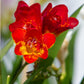 5 ROYAL CHAMPION Mix FREESIA Mixed Colors Pink Blue Purple Yellow Red Orange Flower Seeds