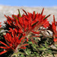 50 Red INDIAN PAINTBRUSH Castilleja Indivisa Flower Seeds