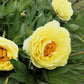 10 TREE PEONY Mountain Paeony Paeonia Suffruticosa Arborea Mixed Colors Red Pink White Purple Yellow Bicolor Flower Shrub Seeds