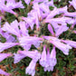 50 ALPINE PENSTEMON Davidsonii Davidson's Beardtongue Purple Flower Seeds
