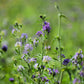 2000 ALFALFA Medicago Sativa Flower Plant Seeds