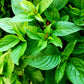 1000 LICORICE BASIL Ocimum Basilicum HERB Flower Seeds