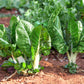 250 BARESE SWISS CHARD White Rib Perpetual Spinach Beta Vulgaris Vegetable Seeds