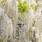 5 WHITE WISTERIA Floribunda Alba Ornamental Japanese Flower Vine Seeds