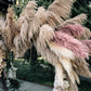 200 Ornamental PINK PAMPAS GRASS Cortaderia Selloana Rosea Seeds