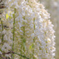 5 WHITE WISTERIA Floribunda Alba Ornamental Japanese Flower Vine Seeds