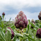 50 PURPLE ROMAGNA ARTICHOKE Italian Cynara Scolymus Flower Vegetable Seeds