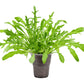 2000 ARUGULA Eruca Vesicaria Sativa Greens Vegetable Seeds