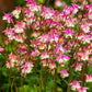 50 ROSE STAR COLUMBINE Aquilegia Caerulea Bicolor Rose Pink & White Flower Seeds