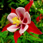 50 MCKANAS GIANT COLUMBINE Mixed Colors Aquilegia Hybrida Flower Seeds