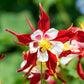 50 MCKANAS GIANT COLUMBINE Mixed Colors Aquilegia Hybrida Flower Seeds