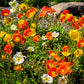 2500 ICELAND POPPY MIX Papaver Nudicaule Mixed Colors Flower Seeds