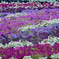 500 Sweet ALYSSUM PASTEL CARPET Mix Lobularia Maritima Flower Seeds