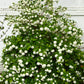 30 EUROPEAN CRANBERRY / SNOWBALL Tree Guelder Rose Viburnum Opulus Red Fruit White Flower Seeds