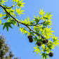 50 AMERICAN SWEETGUM Liquidambar Styraciflua Storax Alligator Sweet Gum Tree Seeds - Great Fall Color! Red Yellow Orange Purple