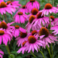 1000 PURPLE CONEFLOWER Echinacea Purpurea Heirloom Flower Herb Seeds