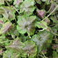 1200 Prairie Alumroot CORAL BELLS / HEUCHERA Richardsonii Shade Flower Seeds