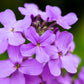 1500 DAMES ROCKET (Danask Violet) Hesperis Matronalis Dame's Purple Flower Seeds