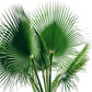 30 CALIFORNIA FAN PALM Tree Petticoat Arizona Desert Washingtonia Filifera Seeds