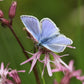 100 RAGGED ROBIN Pink Purplish Lychnis Flos Cuculi Flower Seeds