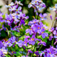 500 Purple FEBRUARY ORCHID Violet Cress Orychophragmus Violaceus 2" Flower Edible Vegetable Seeds