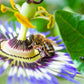 10 YELLOW PASSION FRUIT Vine Passiflora Edulis Flavicarpa Golden Passionfruit Purple & White Flower Seeds