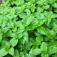 500 OREGANO Origanum Vulgare Herb Purple Butterfly Flower Seeds