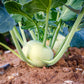 2000 WHITE VIENNA KOHLRABI German Turnip / Turnip Cabbage Brassica Oleracea Root & Leaf Vegetable Seeds