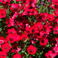 500 Red SCARLET FLAX Linum Grandiflorum Rubrum Flower Seeds