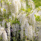 5 WHITE WISTERIA Floribunda Alba Ornamental Japanese Flower Vine Seeds