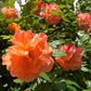 5 ORANGE CLIMBING ROSE Rosa Bush Vine Climber Fragrant Butterfly Flower Seeds