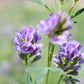 100 CIMARRON ALFALFA Medicago Sativa Ground Cover Forage Purple Flower Seeds