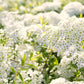 50 White CHINESE SPIREA Spiraea Chinensis Meadowsweet Flower Bush Shrub Seeds