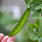 50 Mammoth MELTING SUGAR PEA Stringless Snow Pea Pisum Sativum Vegetable Seeds