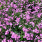 100 Victoria PINK FORGET Me NOT Myosotis Alpestris Shade or Sun Flower Seeds