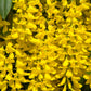 10 GOLDEN CHAIN TREE Goldenchain Laburnum Anagyroides Yellow Flower Seeds