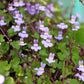 100 KENILWORTH IVY (Ivy-Leaved Toadflax) Cymbalaria Muralis Vine Flower Seeds