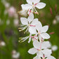 100 White GAURA WHIRLING BUTTERFLIES Gaura Lindheimeri Flower Seeds