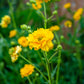 10 Yellow Lady Stratheden GEUM Chiloense Flower Seeds