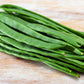 50 ROMA Italian GREEN BEAN Phaseolus Vulgaris Vegetable Seeds