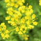 50 YELLOW RUE Herb of Grace Common Ruta Graveolens Fragrant Evergreen Flower Seeds