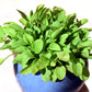 200 LARGE LEAF SORREL (Garden Sorrel / Spinach Dock / Redshank) Rumex Acetosa Vegetable Seeds
