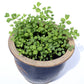 500 SALAD BURNET Sanguisorba Minor Edible Greens Vegetable Herb Flower Seeds
