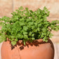 150 GARDEN CHERVIL (Gourmet Parsley) Anthriscus Cerefolium Herb Flower Seeds